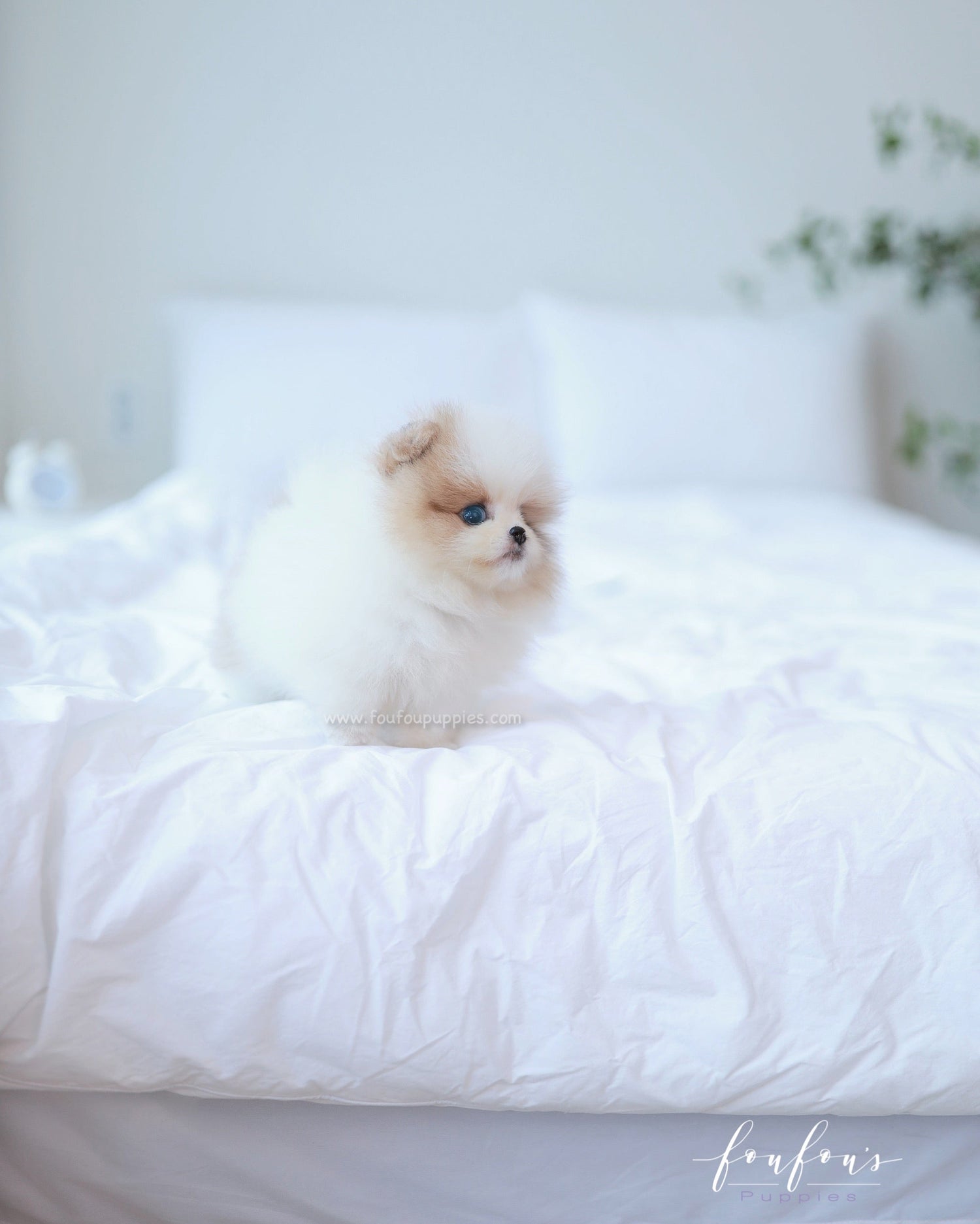 Bijou - Pomeranian F.