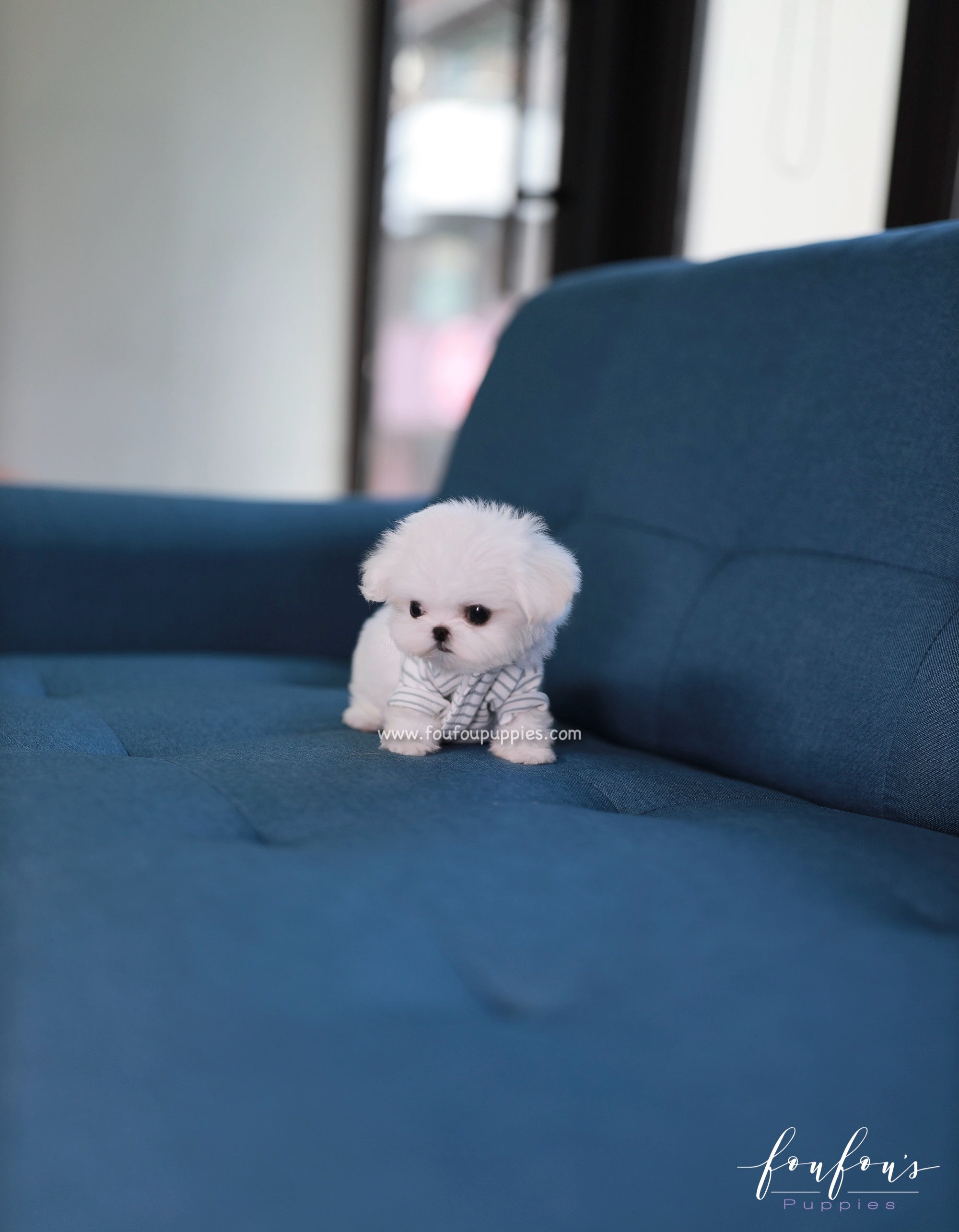 Bijou - Maltese F.