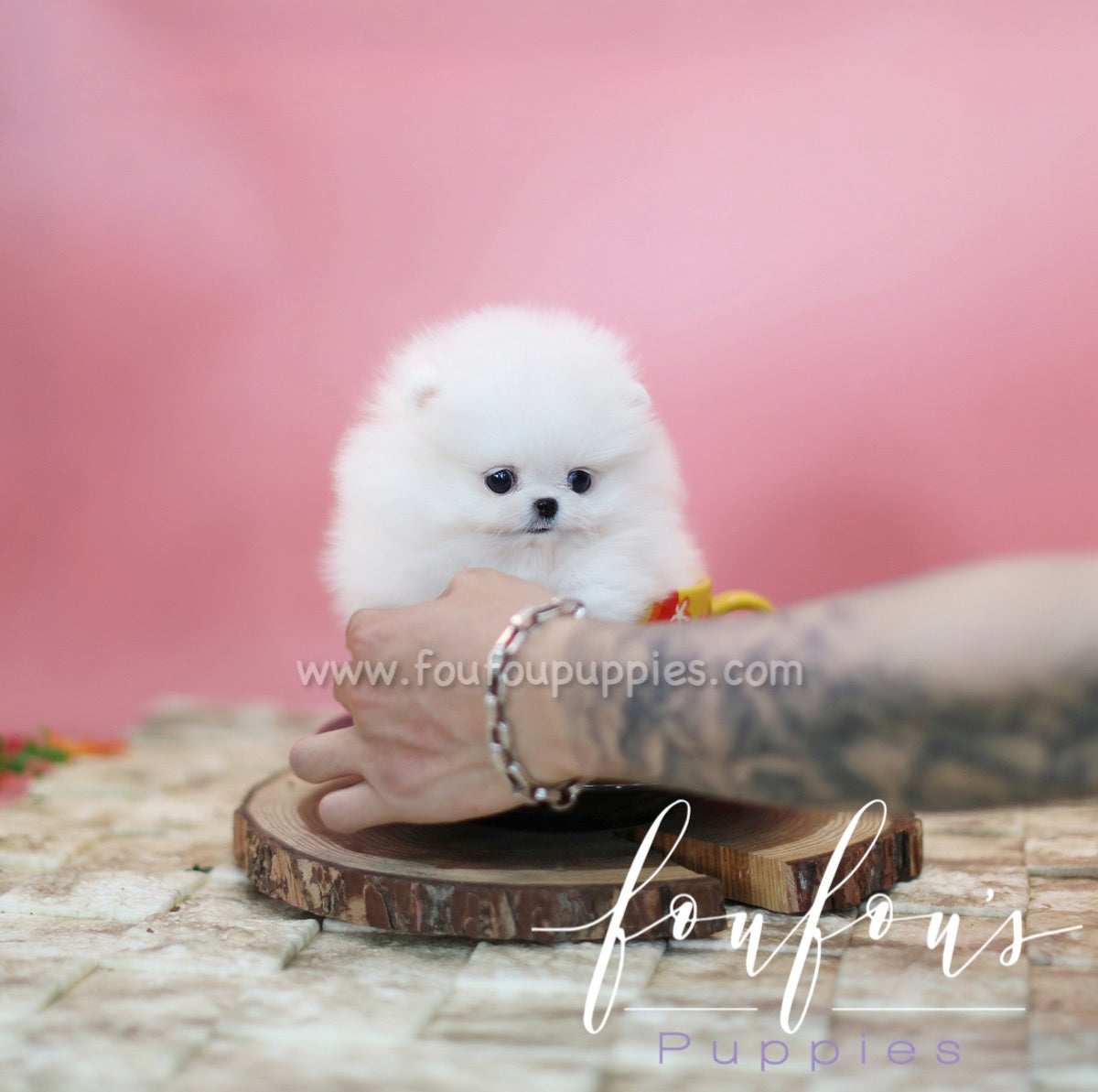 Zitto - Pomeranian M.