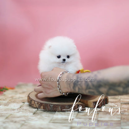 Zitto - Pomeranian M.