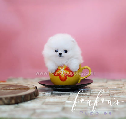 Zitto - Pomeranian M.