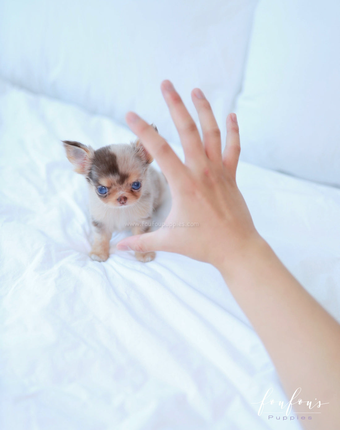 Marbella - Chihuahua F.