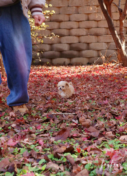 Peanut - Maltipoo M.