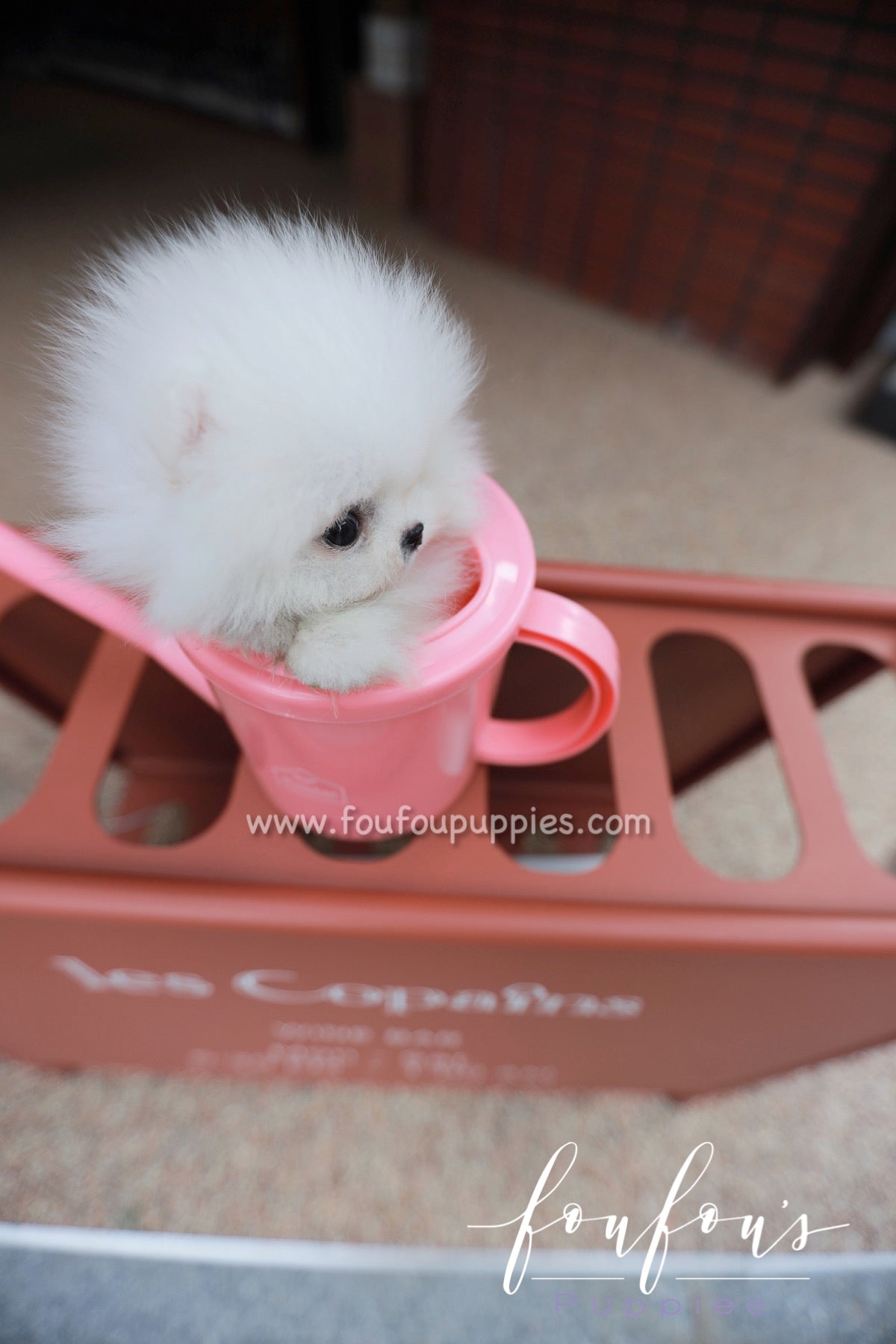 Santorini - Pomeranian M.