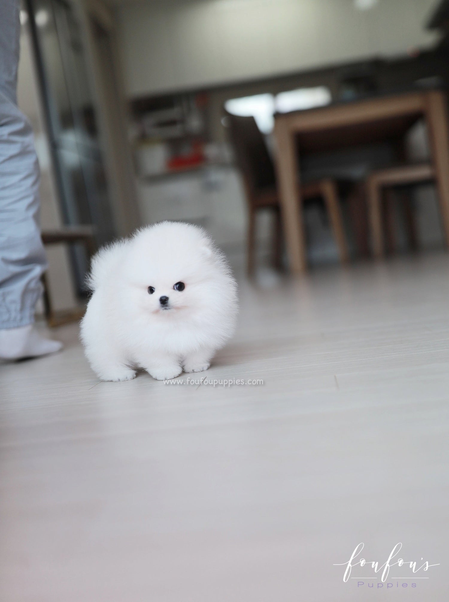 Maximillian - Pomeranian M.