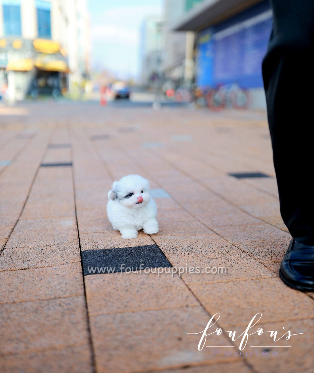 Goji - Poodle M.