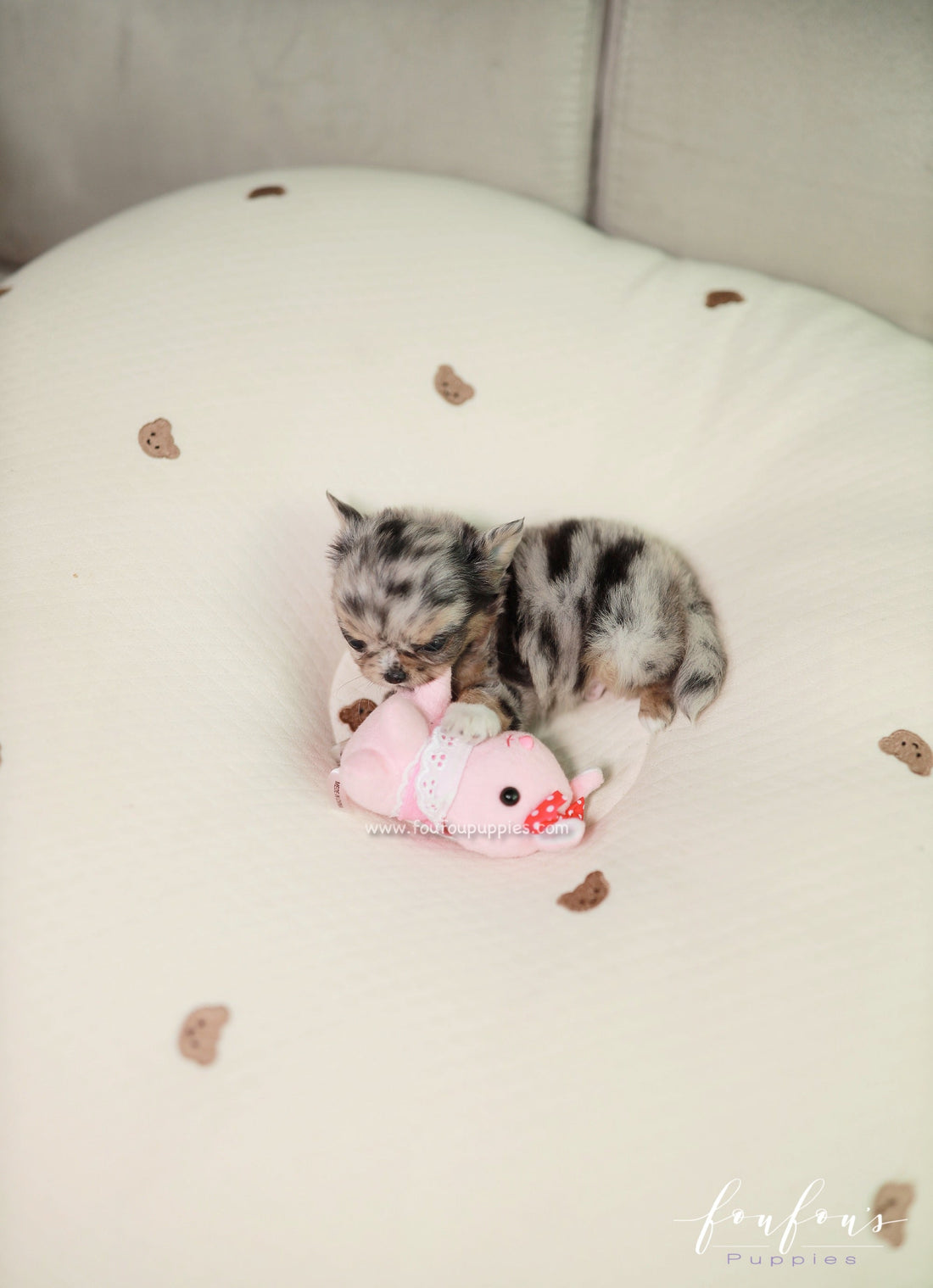 Pinky - Chihuahua M.