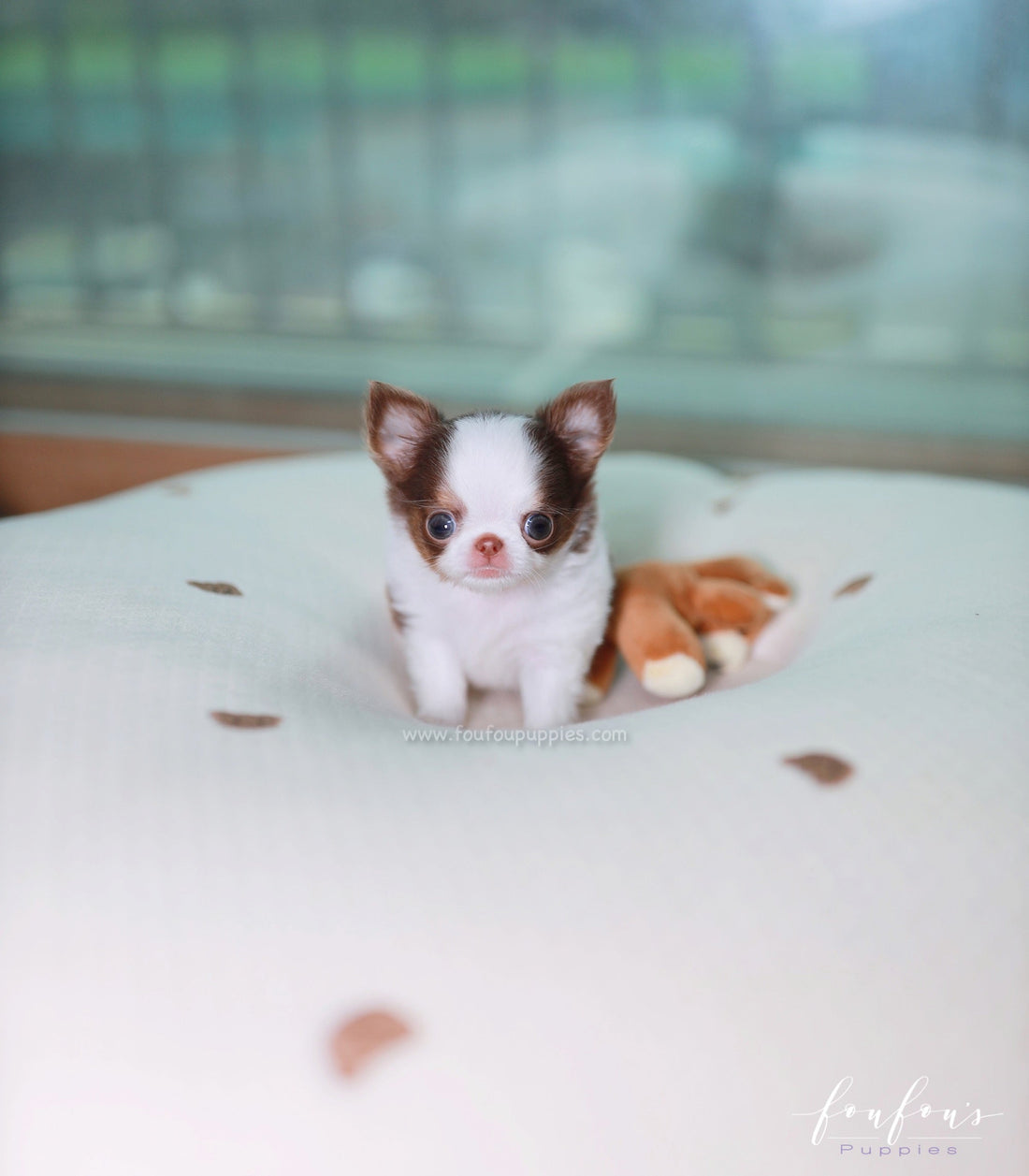Gus - Chihuahua M.