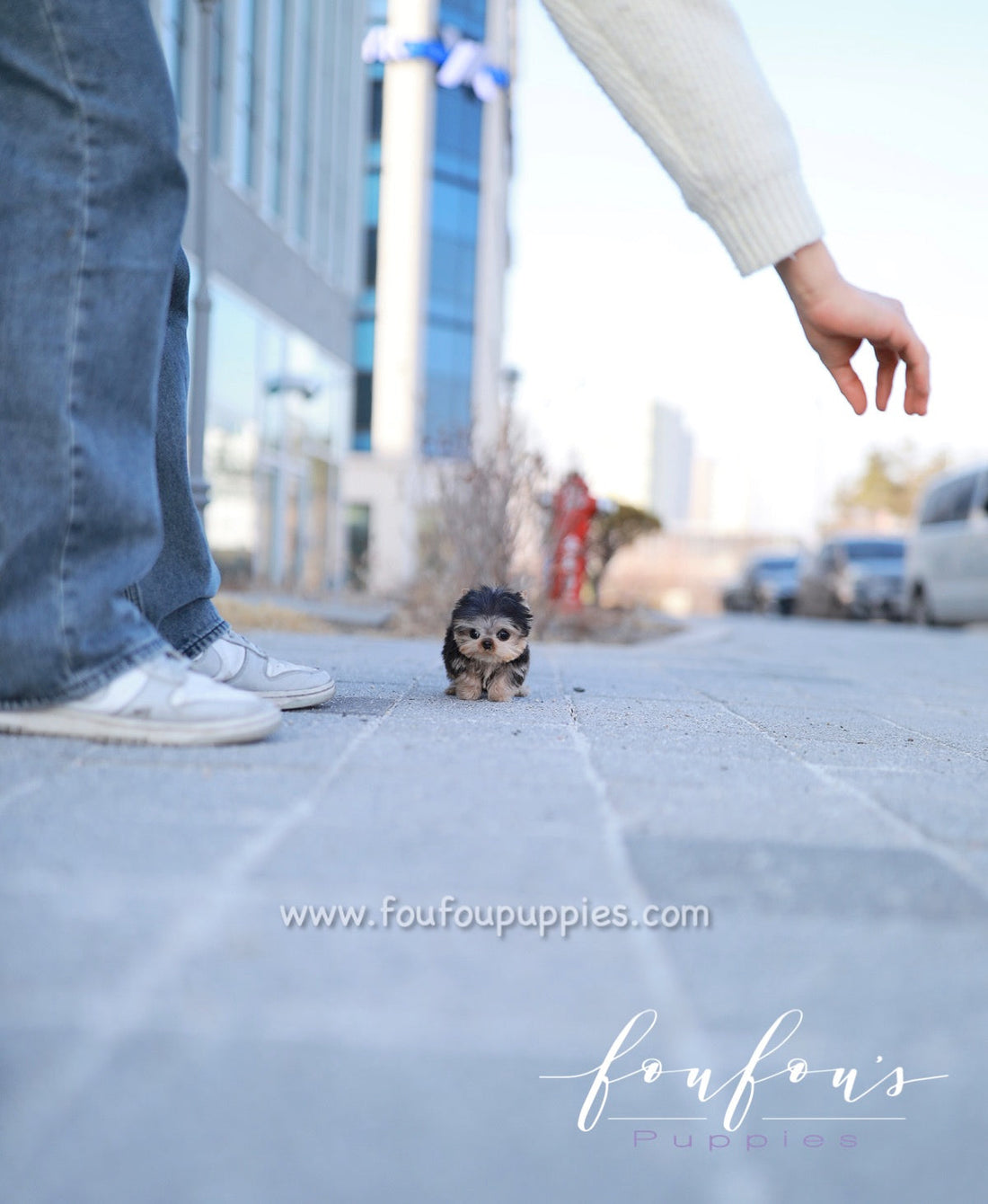 Titch - Yorkshire Terrier M.