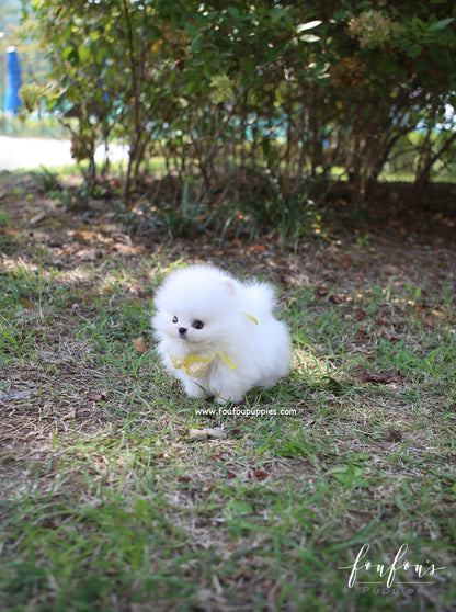 Mickey Blue - Pomeranian M.