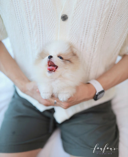 Bijou - Pomeranian F.