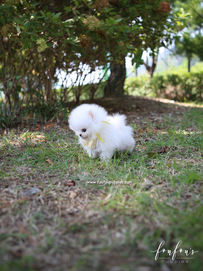 Mickey Blue - Pomeranian M.