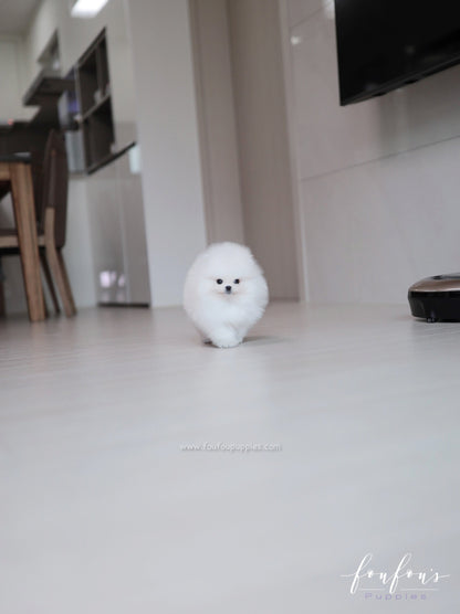 Maximillian - Pomeranian M.