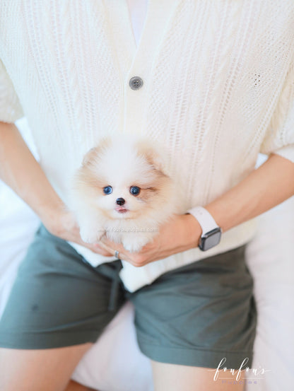 Bijou - Pomeranian F.