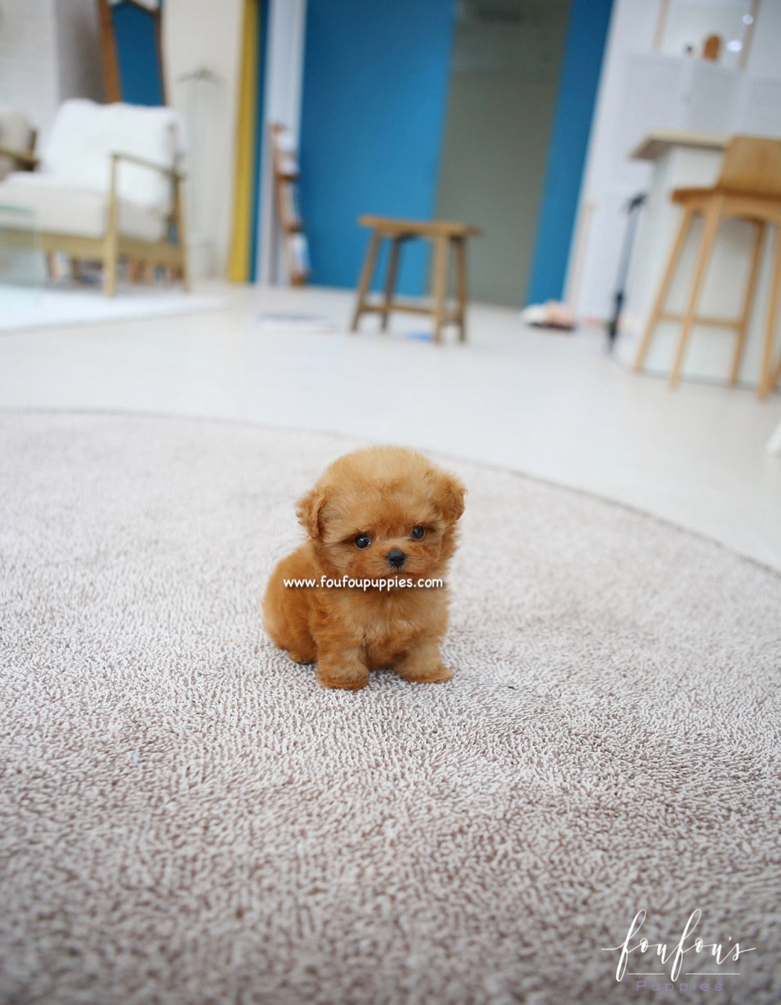 Chloé - Poodle F.