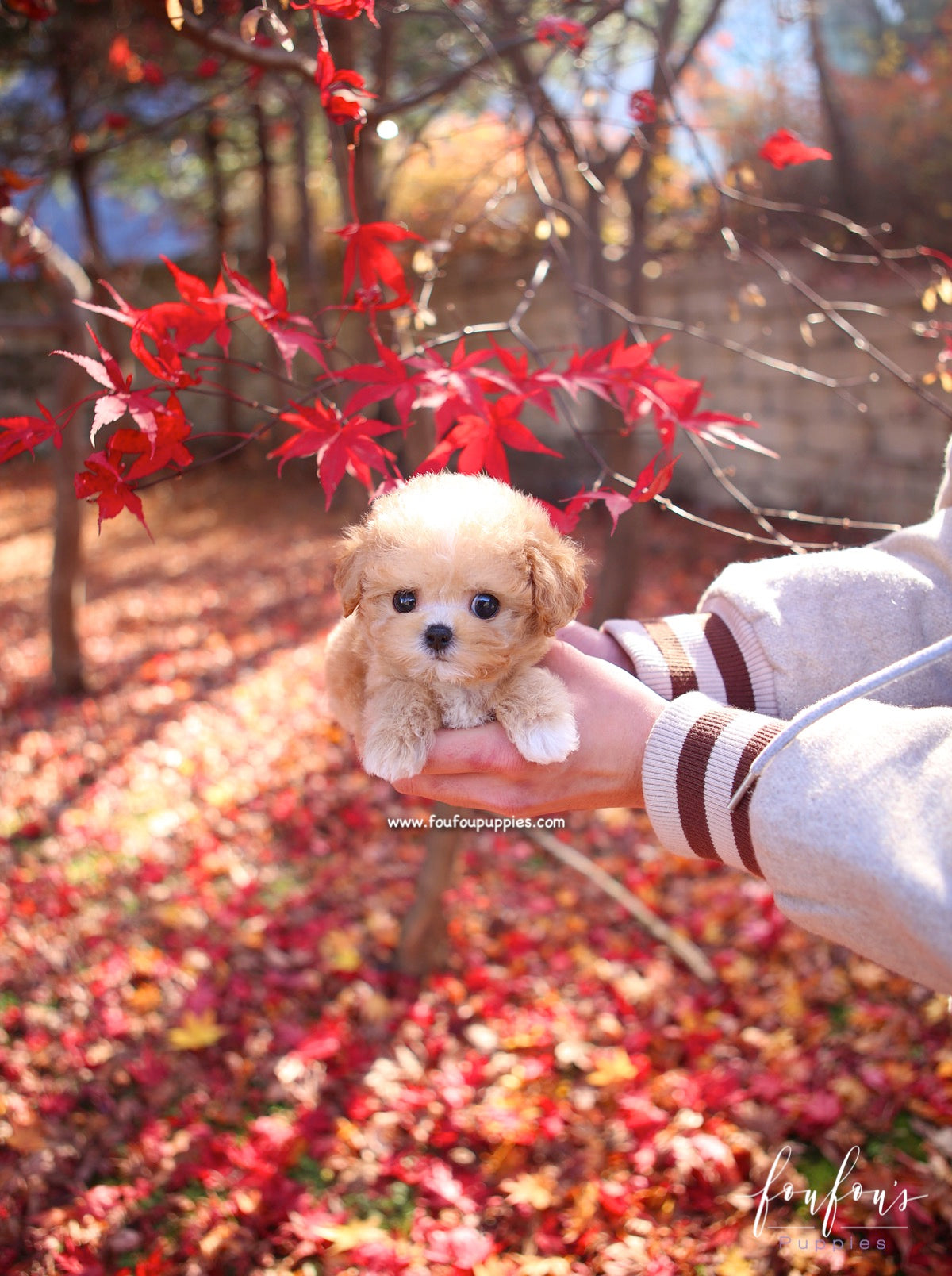 Peanut - Maltipoo M.