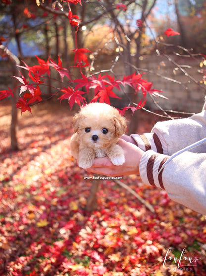 Peanut - Maltipoo M.