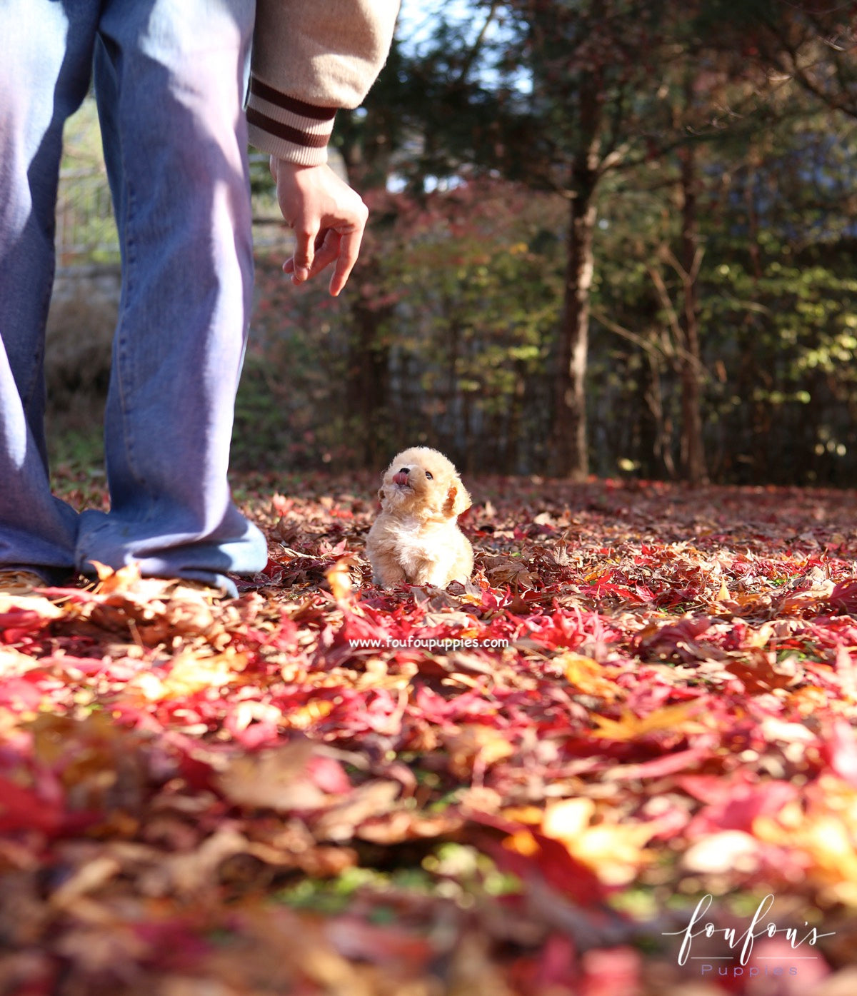 Peanut - Maltipoo M.