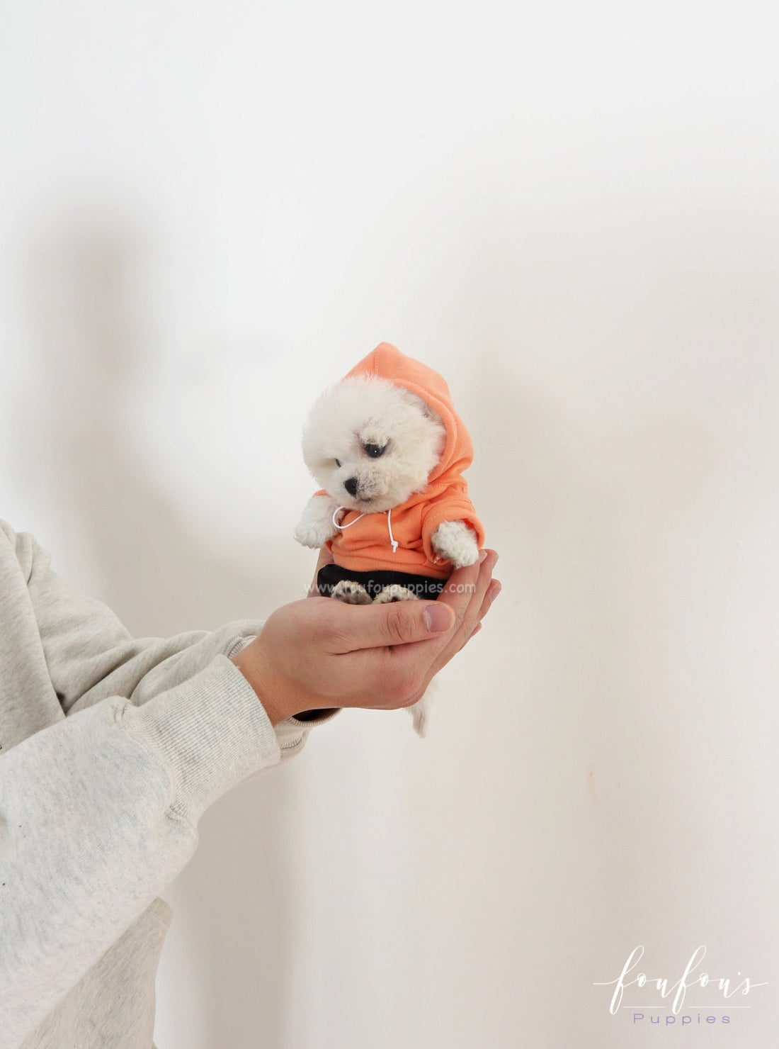 Cute Teacup Bichon Frise