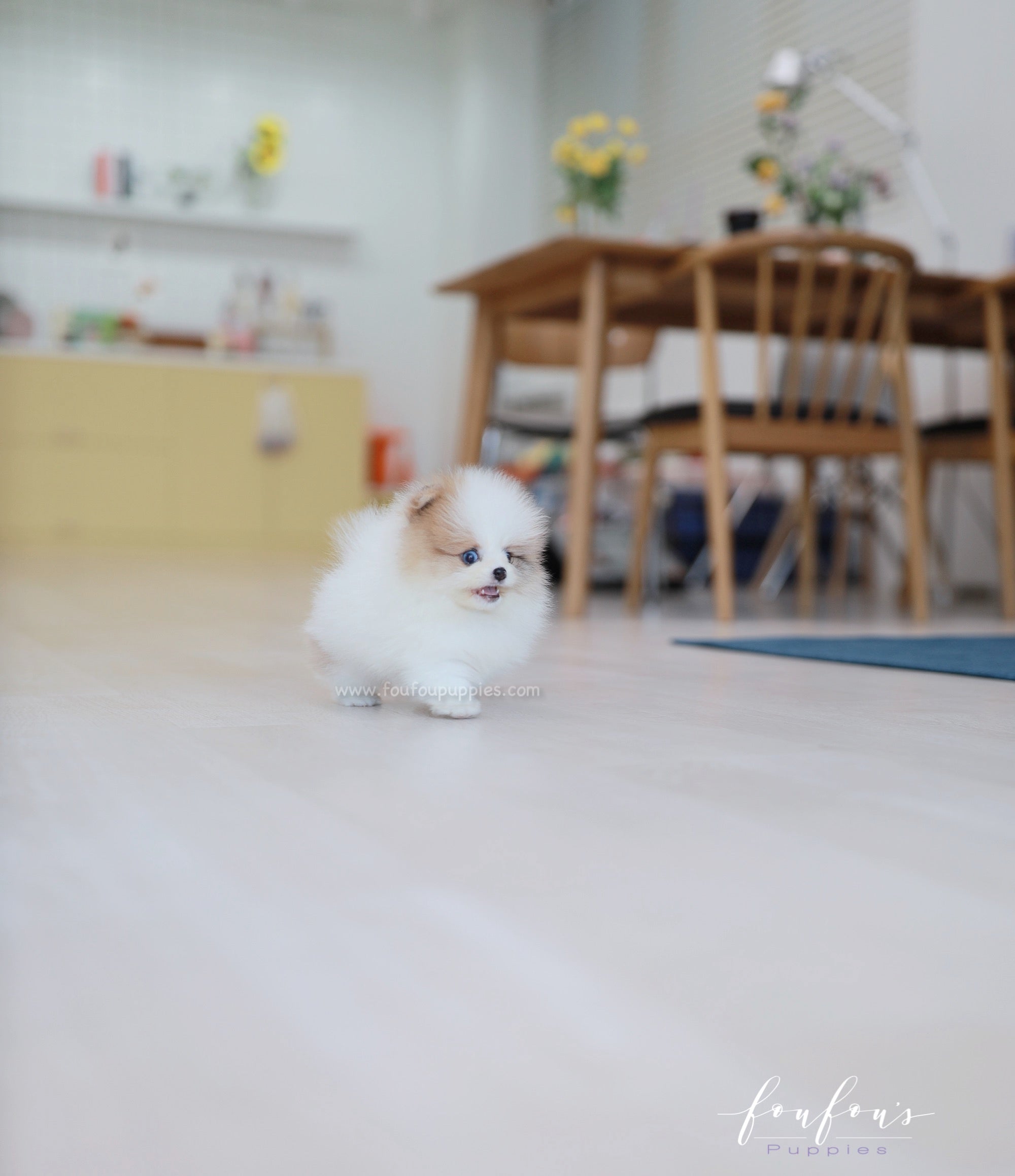 Bijou - Pomeranian F.