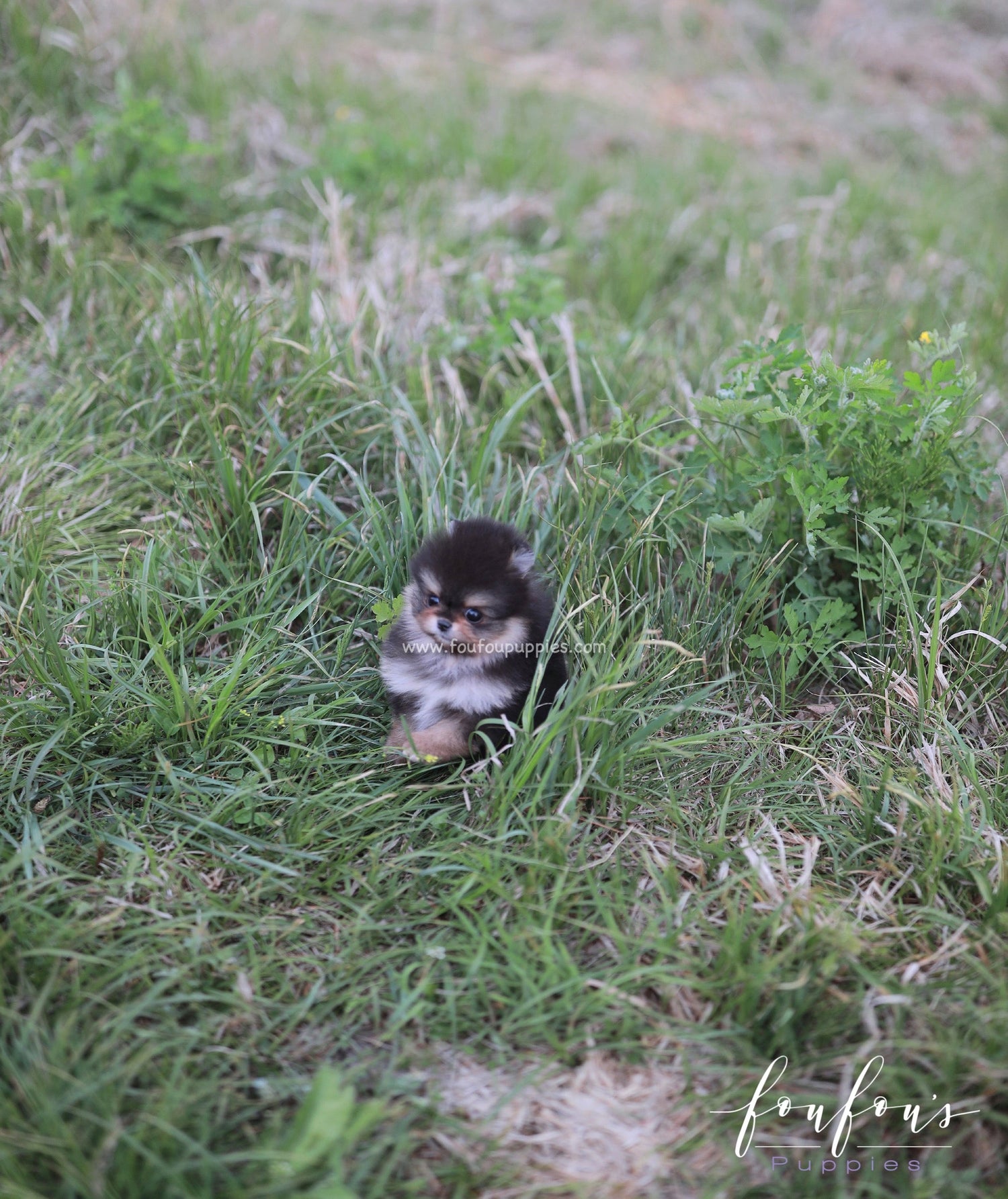 Aurora - Pomeranian F.