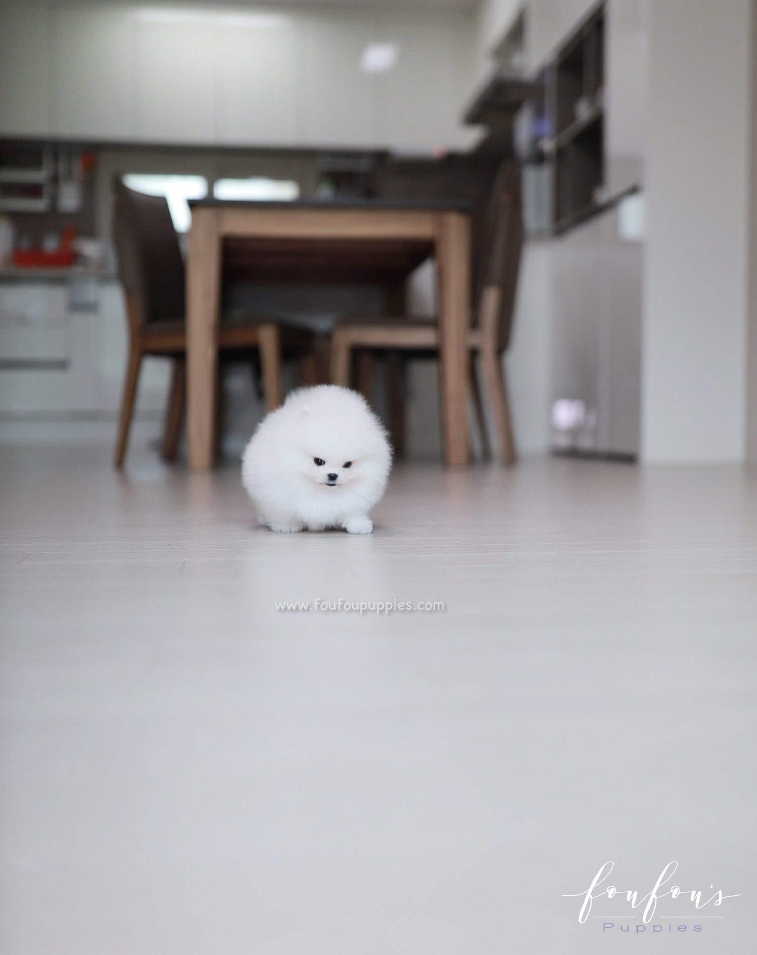 Maximillian - Pomeranian M.