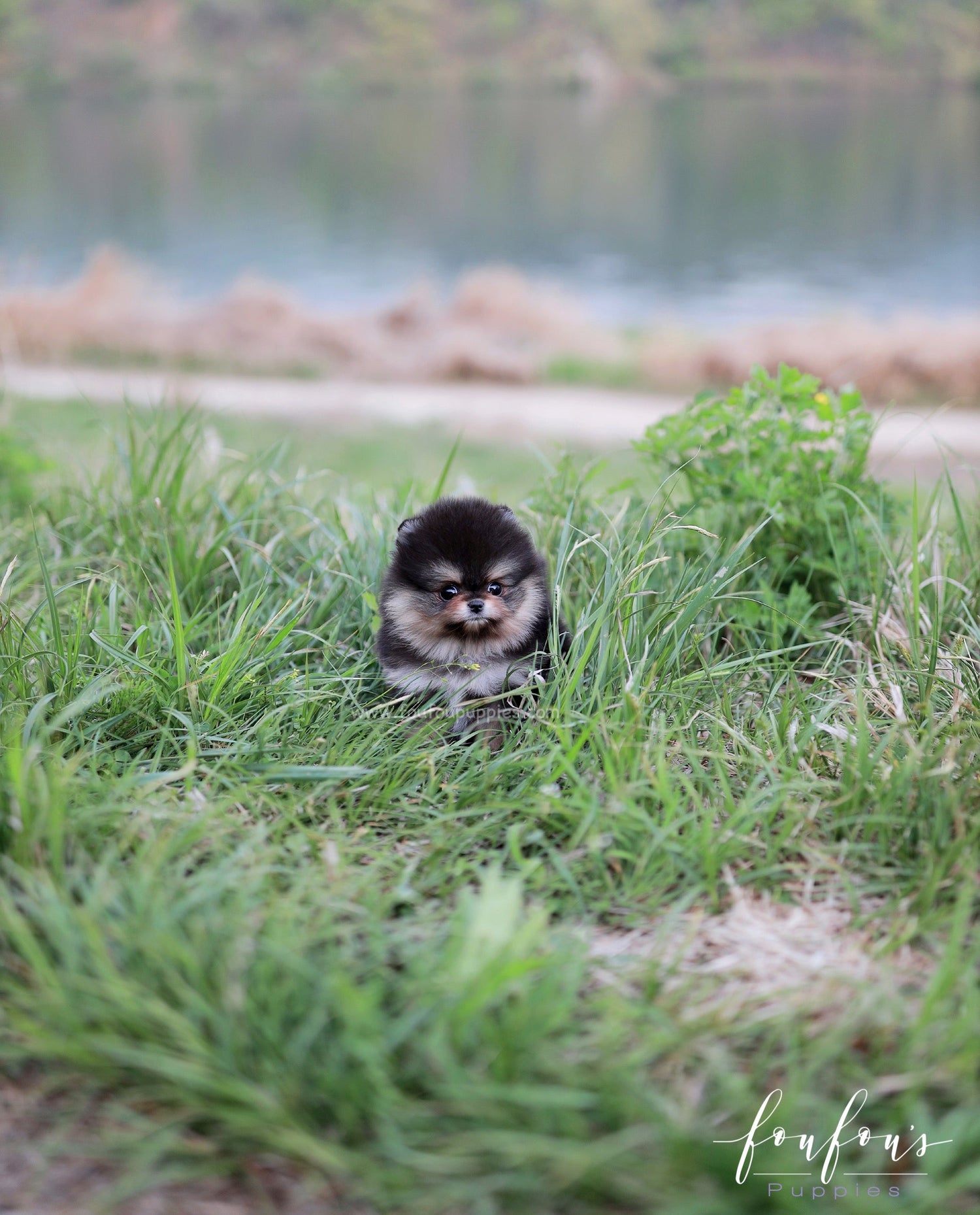 Aurora - Pomeranian F.