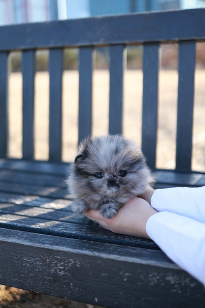 Mushy - Pomeranian M.