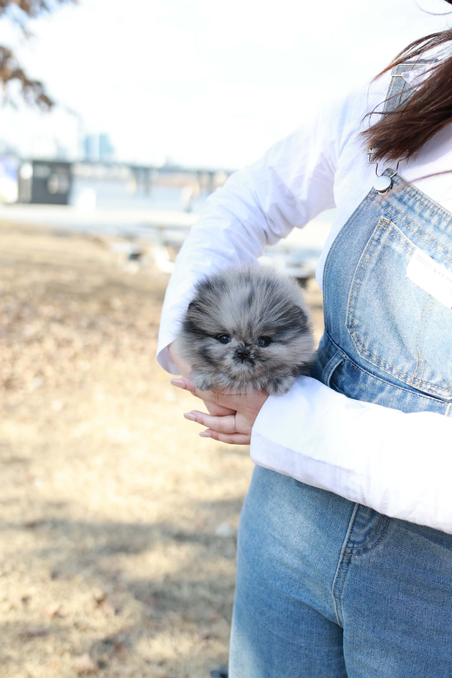 Mushy - Pomeranian M.