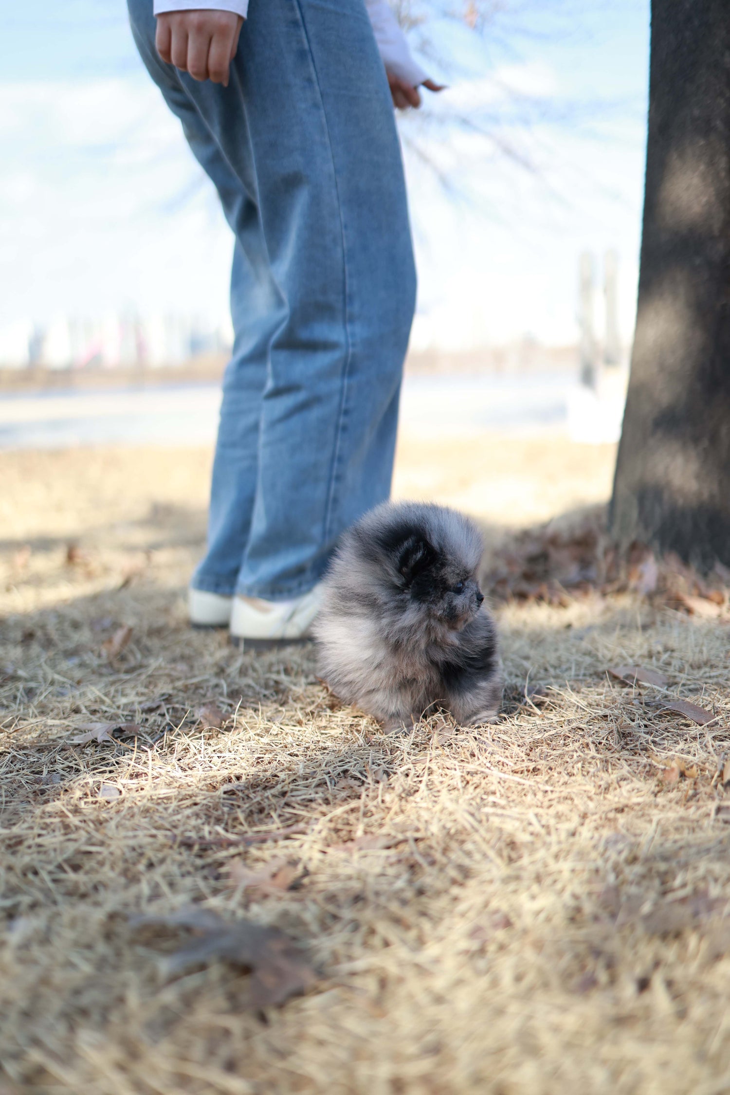 Mushy - Pomeranian M.