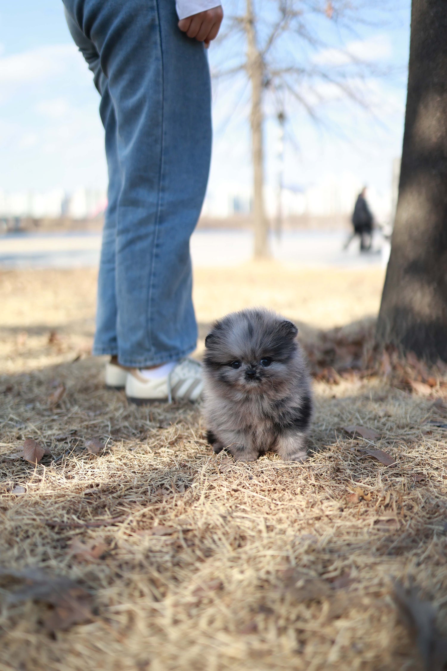 Mushy - Pomeranian M.
