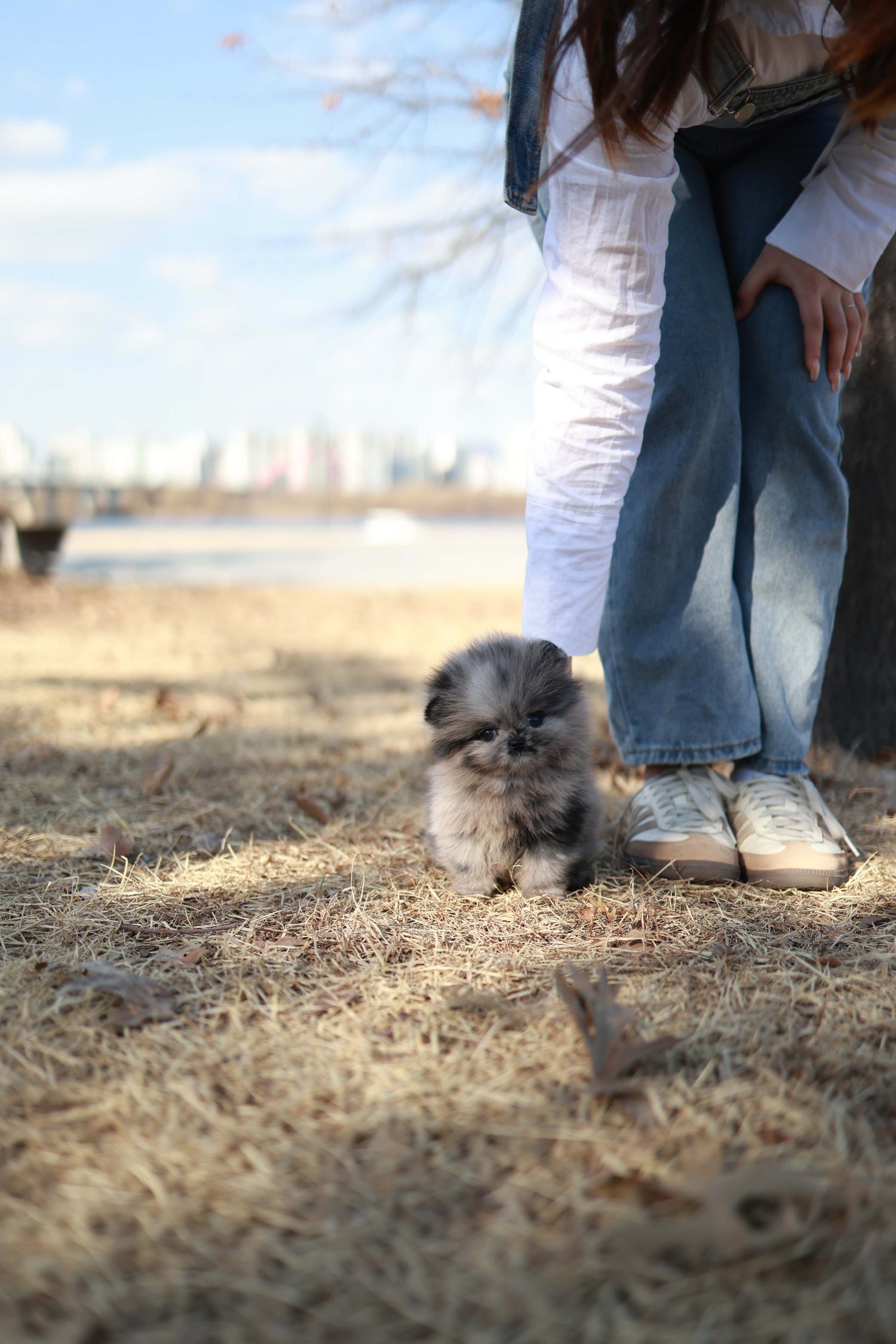 Mushy - Pomeranian M.