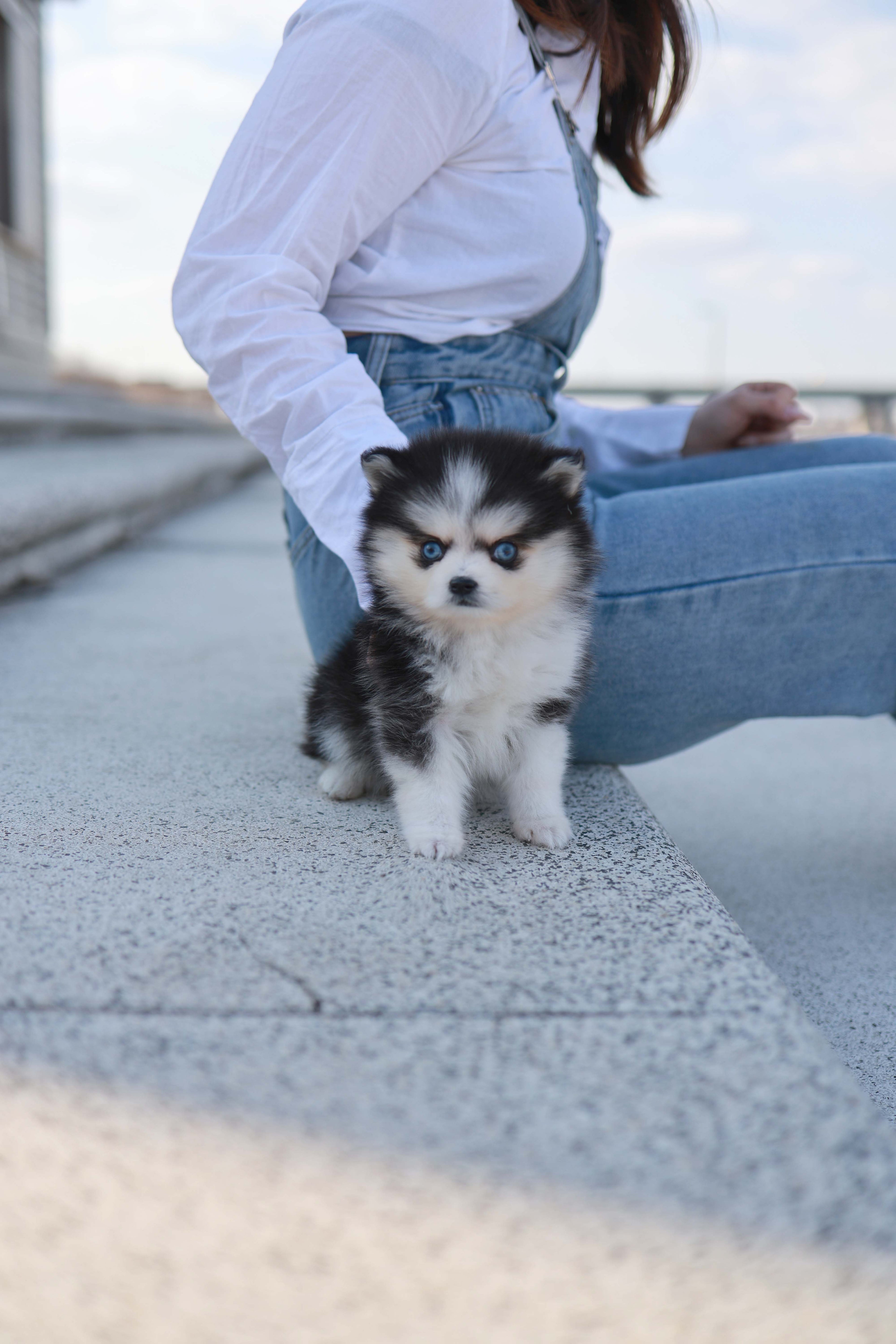 Hulu - Pomsky F.