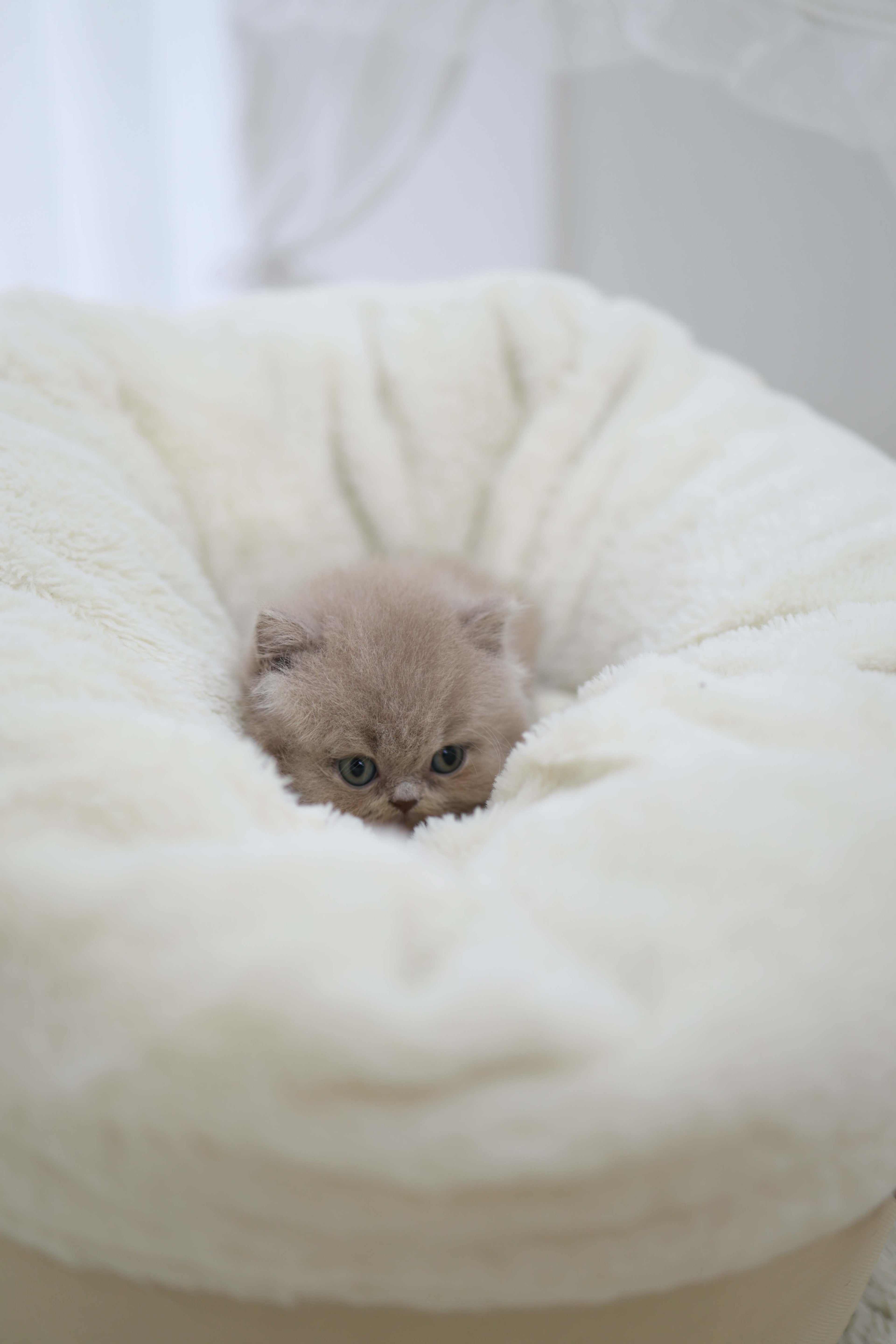 Leo - British Short-Hair M.