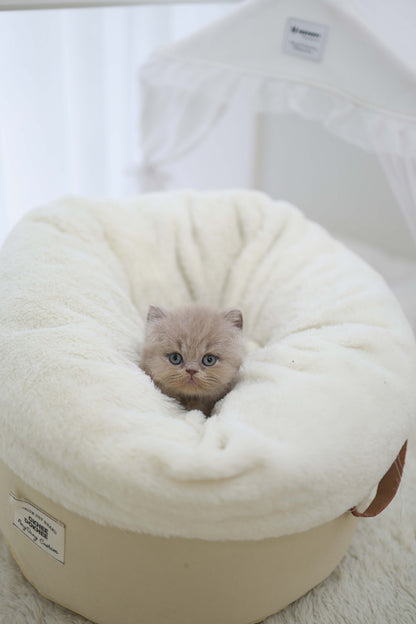 Leo - British Short-Hair M.