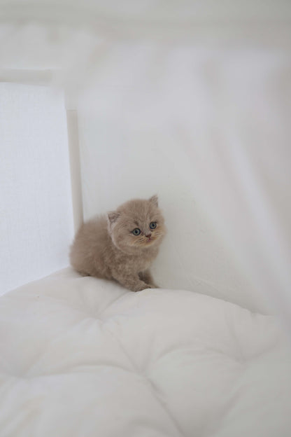 Leo - British Short-Hair M.