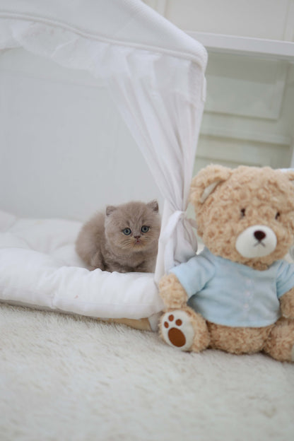 Leo - British Short-Hair M.