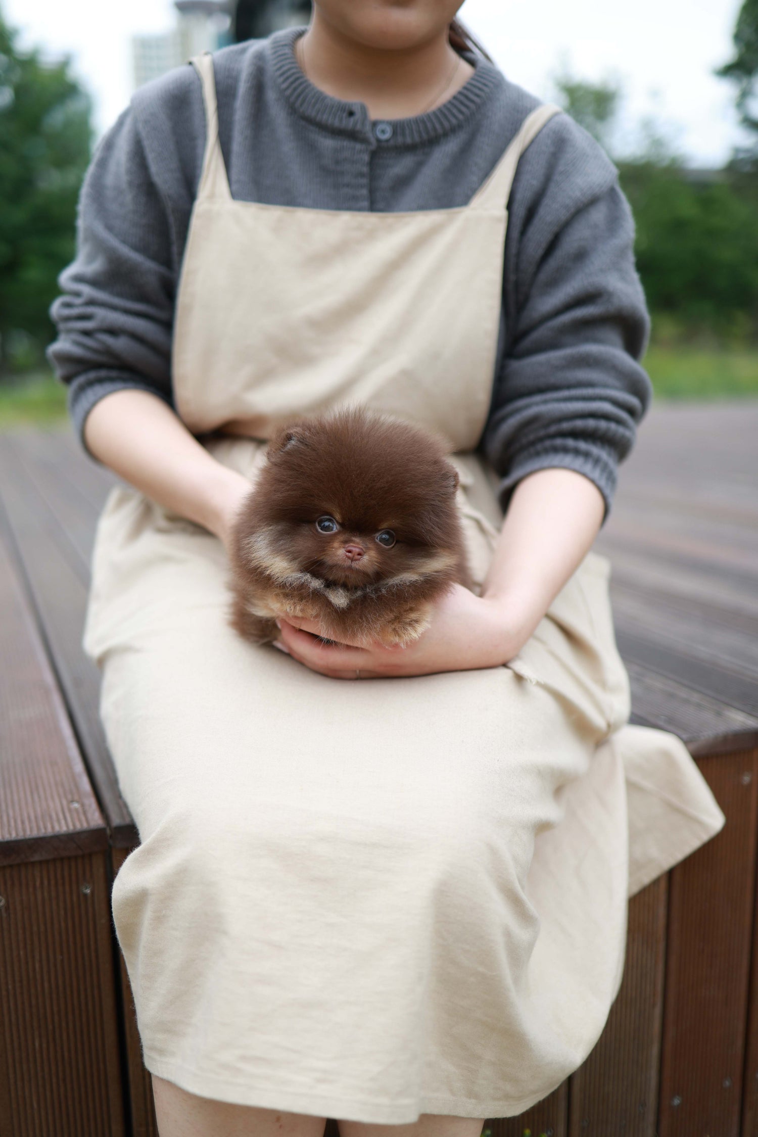Nemo - Pomeranian M.