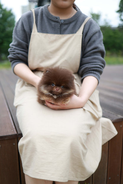 Nemo - Pomeranian M.