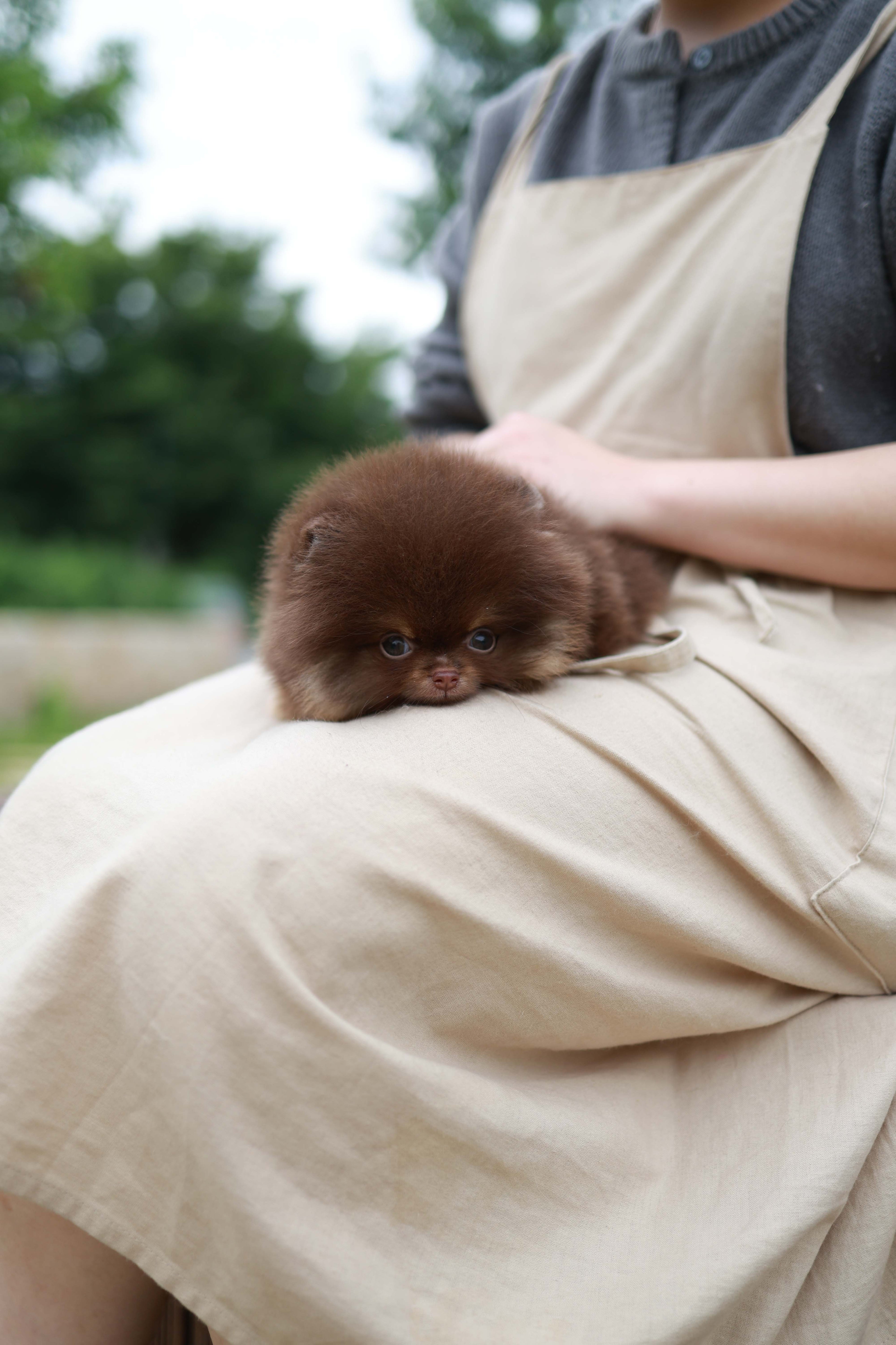 Nemo - Pomeranian M.