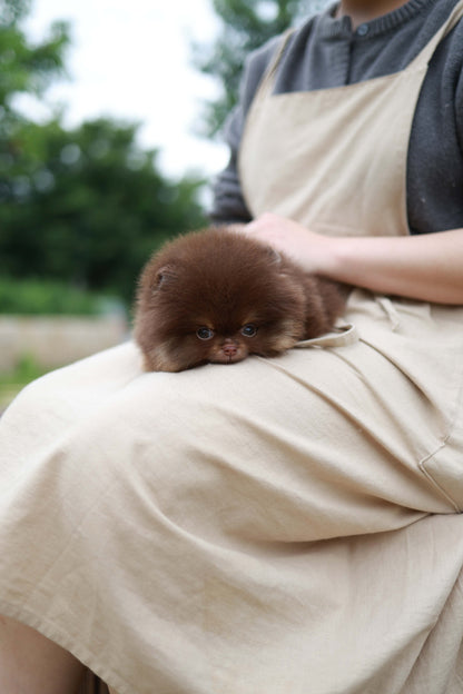 Nemo - Pomeranian M.