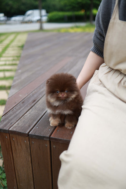 Nemo - Pomeranian M.