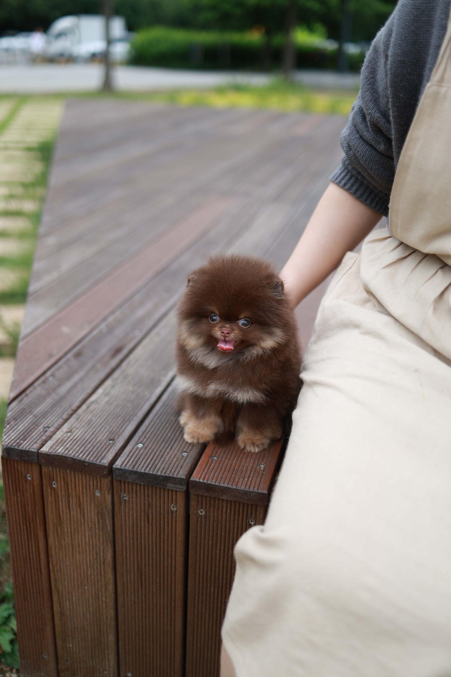 Nemo - Pomeranian M.