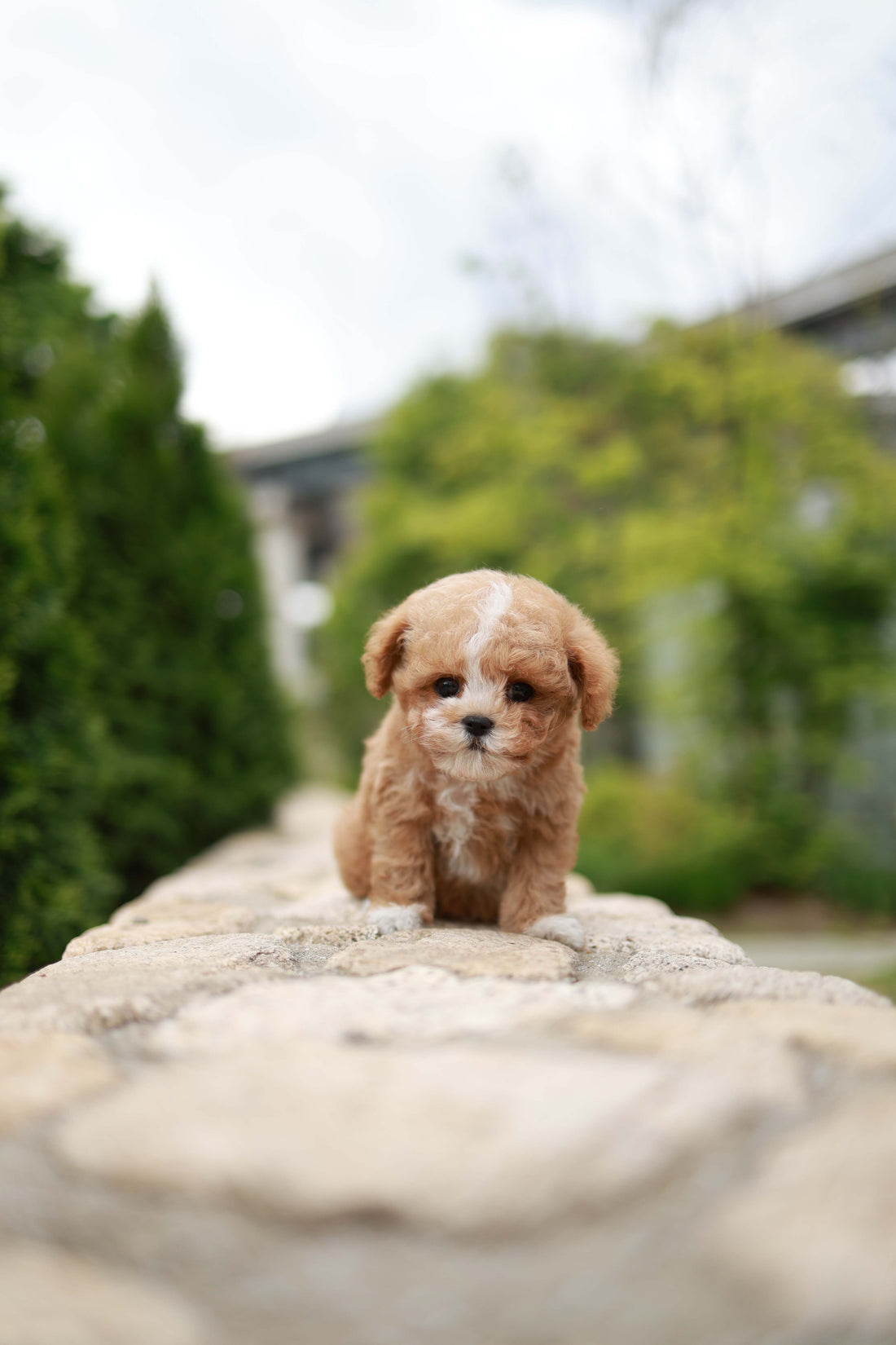 Timmie - Maltipoo M.