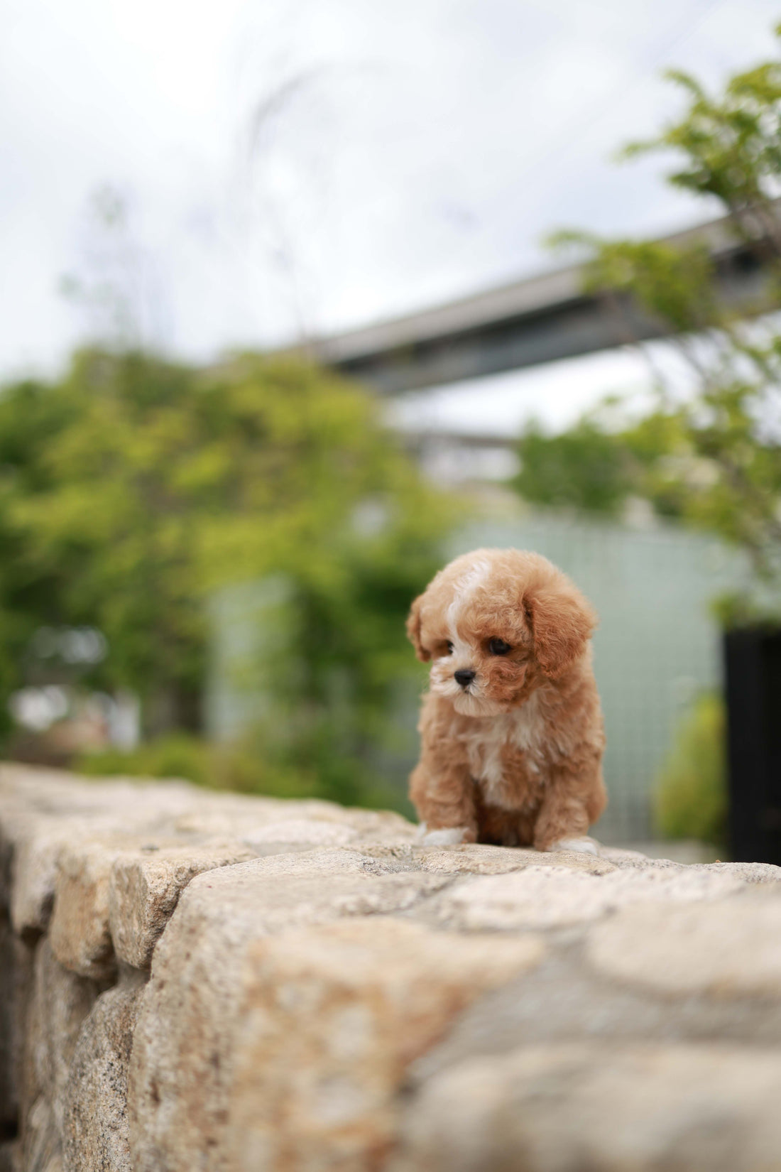 Timmie - Maltipoo M.