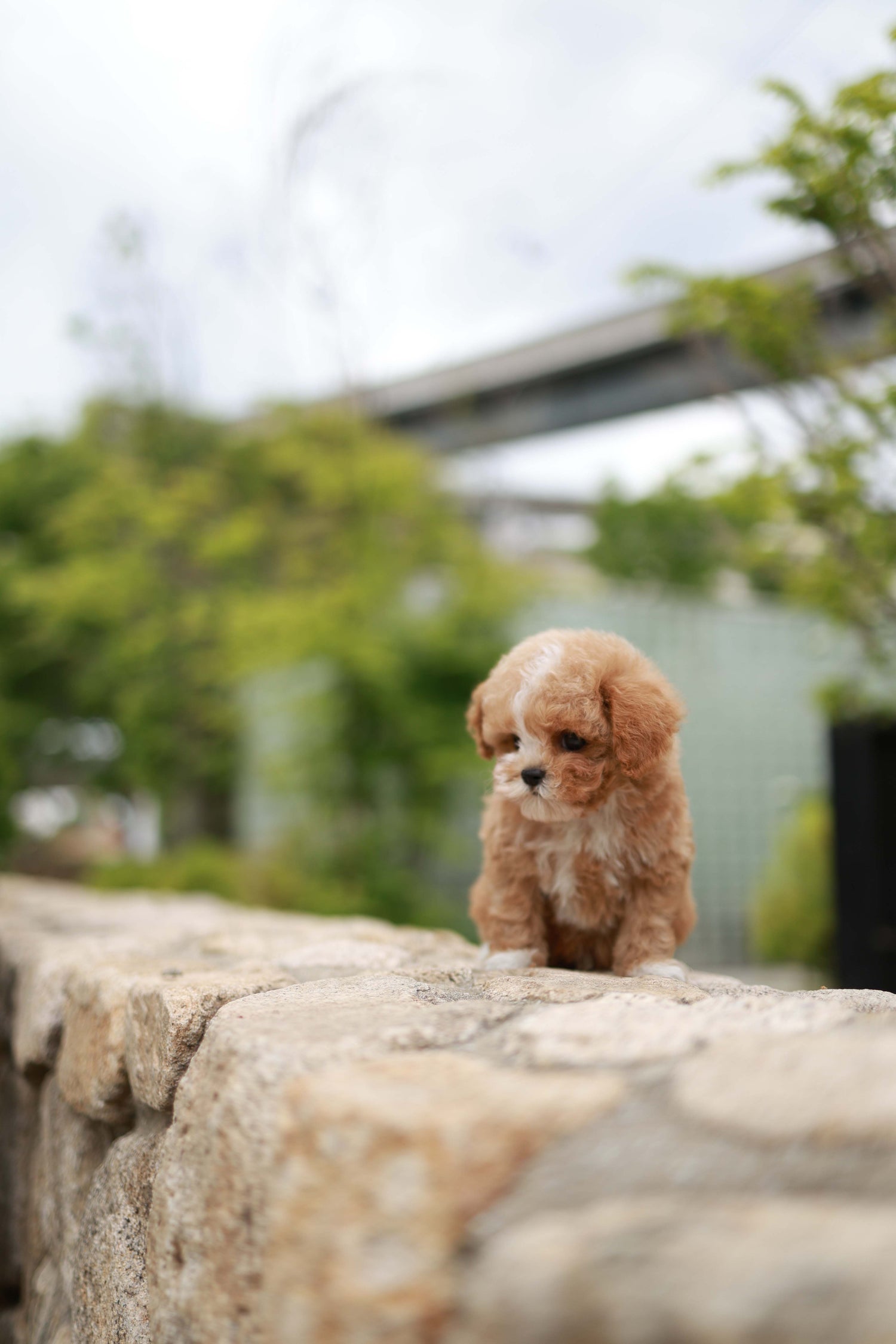 Timmie - Maltipoo M.