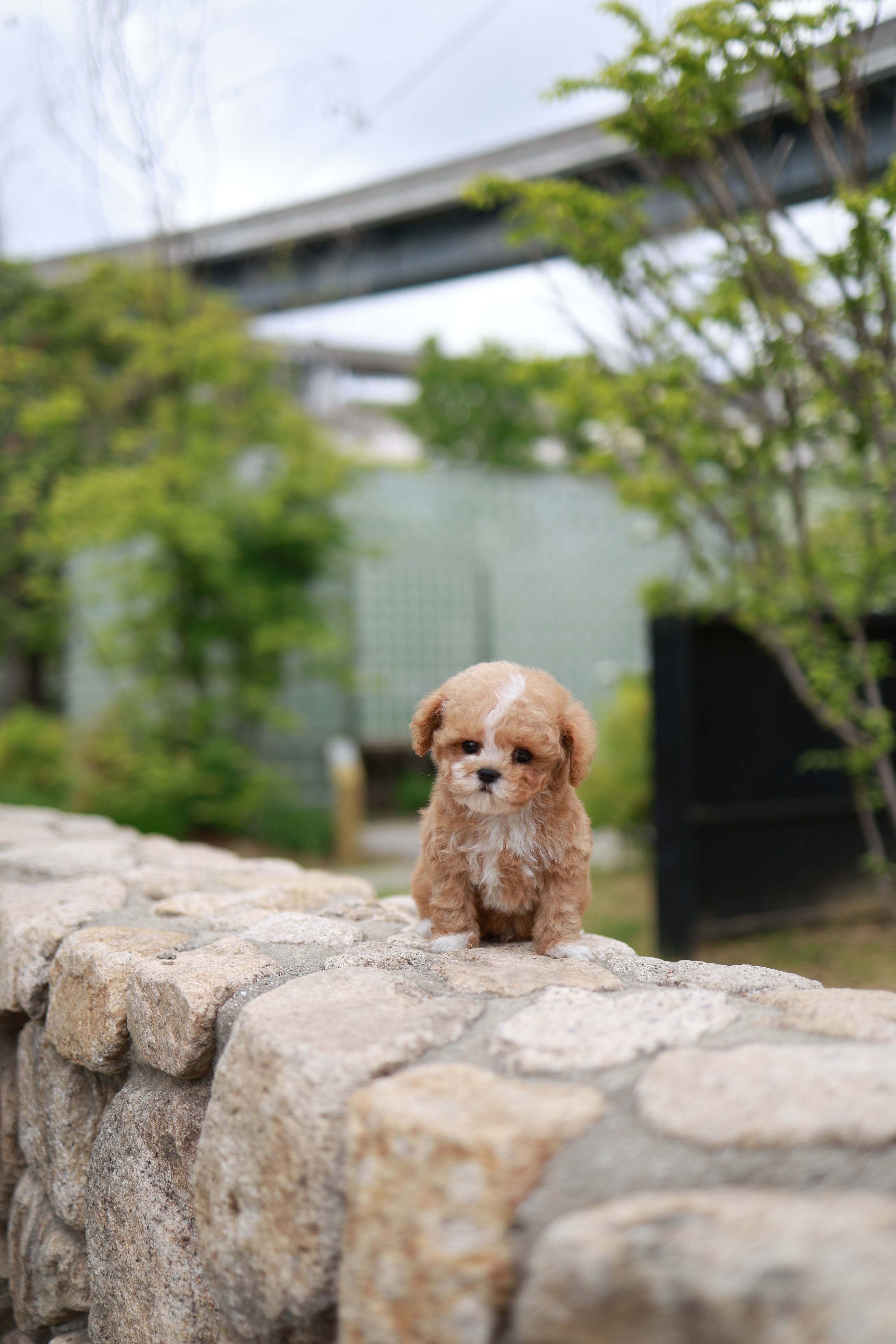 Timmie - Maltipoo M.