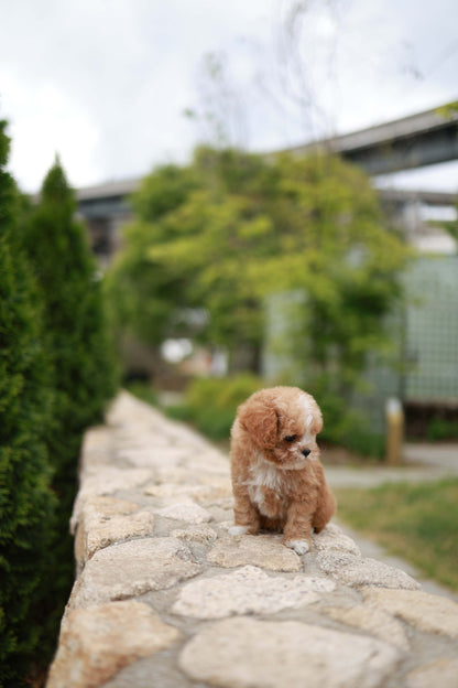 Timmie - Maltipoo M.
