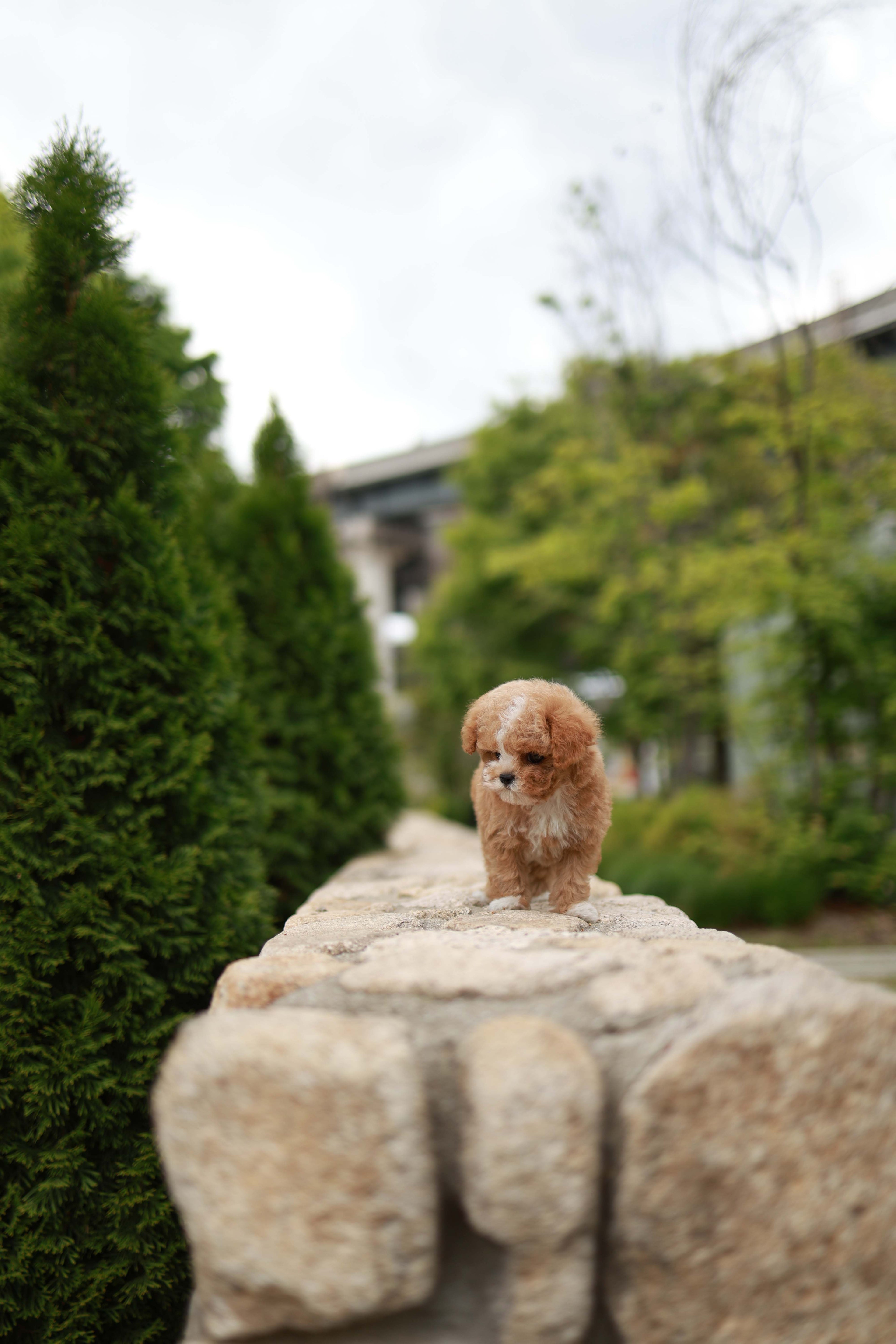 Timmie - Maltipoo M.
