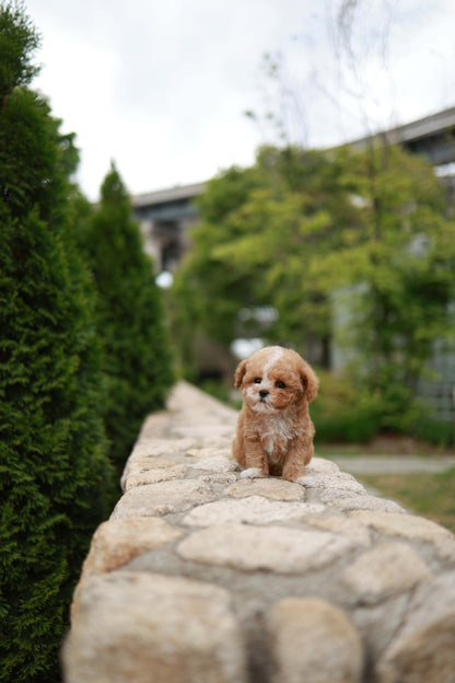 Timmie - Maltipoo M.